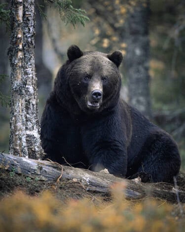 Konsta Punkka assets to Create Your Light Wildlife photography Nikon 7II article.