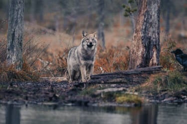 Konsta Punkka assets to Create Your Light Wildlife photography Nikon 7II article.