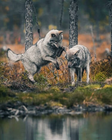 Konsta Punkka's wildlife photography with the Nikon Z 7II