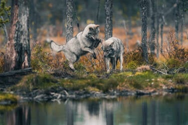 Konsta Punkka's wildlife photography with the Nikon Z 7II