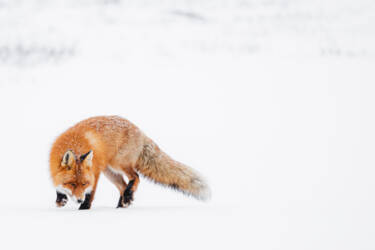 Nikon magazine assets for Lina Kayser's What I've Learned as series.