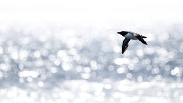 Image assets by Rachel Bigsby for Nikon magazine, using the NIKKOR Z 600mm f/6.3