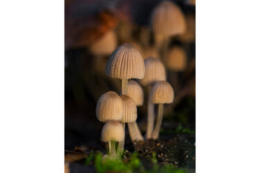 Photos for Nikon magazine