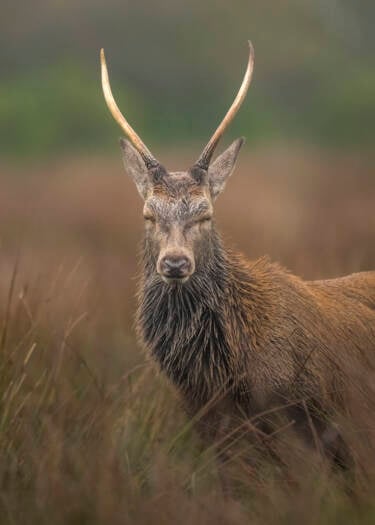 Nikon magazine - The Set Up