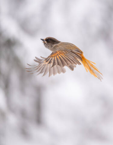 Ricci Chera SIDDs for the Z 70-200mm f/2.8 VR S II sample